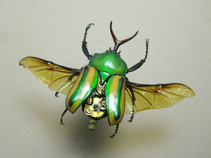 Beetles-Discover The Impressive Bionic Insects From Insect Labs-