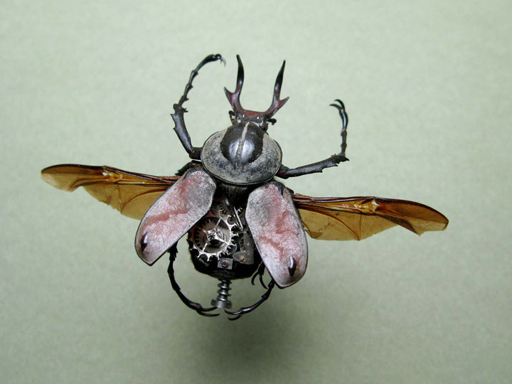 Beetles-Discover The Impressive Bionic Insects From Insect Labs-2