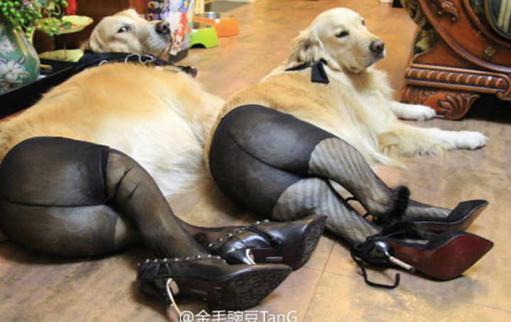 Pet Wearing Tights: New Crazy Fashion On Internet -11