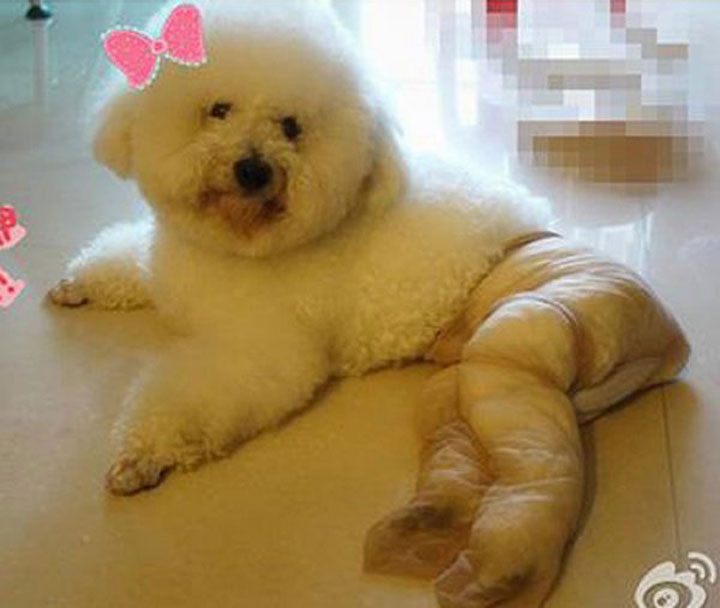 Pet Wearing Tights: New Crazy Fashion On Internet -15