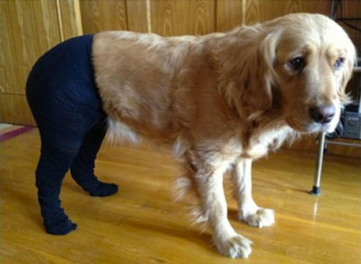 Pet Wearing Tights: New Crazy Fashion On Internet -8