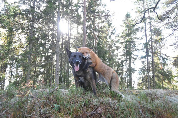 The Tender Moments From The Lovely Friendship Between A Dog And A Fox-