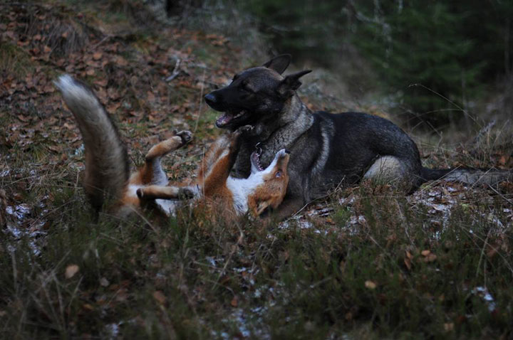 The Tender Moments From The Lovely Friendship Between A Dog And A Fox-1