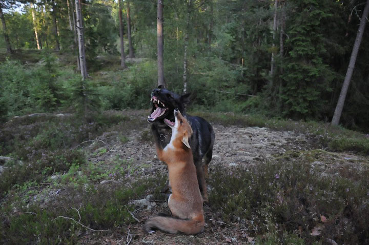 The Tender Moments From The Lovely Friendship Between A Dog And A Fox-11