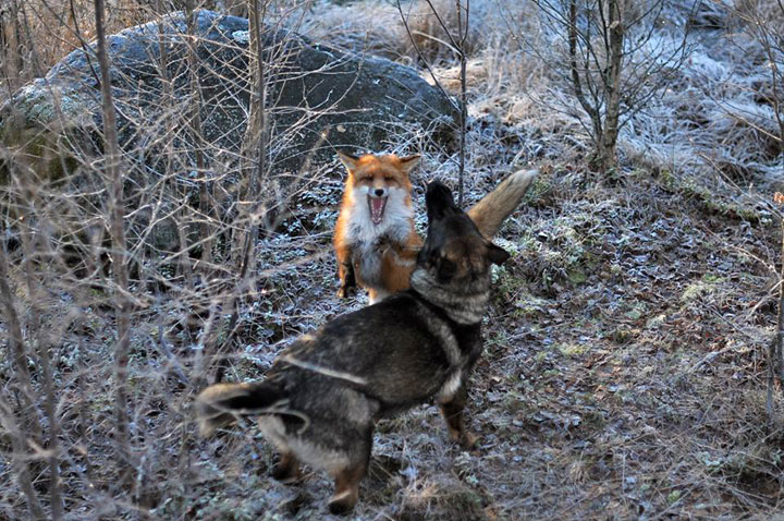 The Tender Moments From The Lovely Friendship Between A Dog And A Fox-16