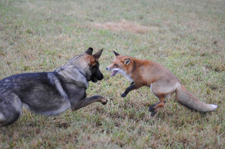 The Tender Moments From The Lovely Friendship Between A Dog And A Fox-17