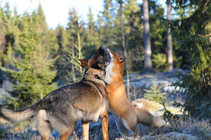 The Tender Moments From The Lovely Friendship Between A Dog And A Fox-19