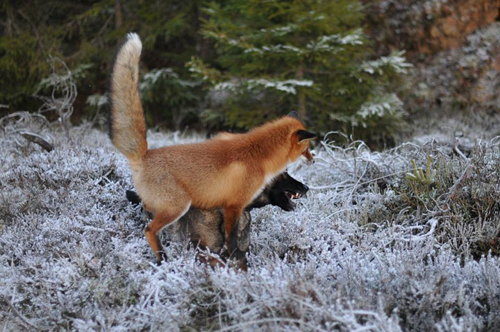 The Tender Moments From The Lovely Friendship Between A Dog And A Fox-7