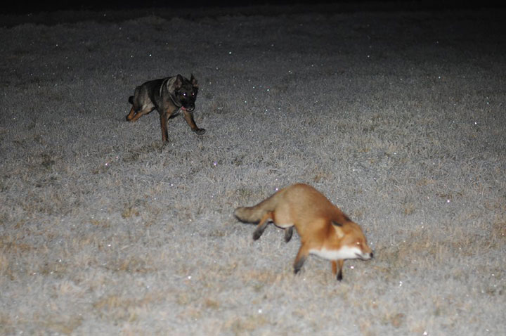 The Tender Moments From The Lovely Friendship Between A Dog And A Fox-8