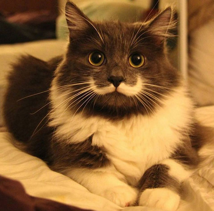 And then another -12 Unique Cats In The World Because Of Unique Markings On Their Fur-