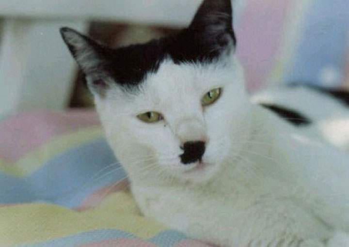 Hitler cats -12 Unique Cats In The World Because Of Unique Markings On Their Fur-10