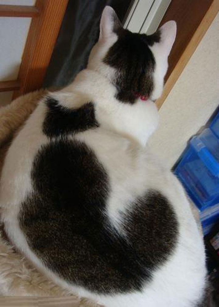 Cat on a cat -12 Unique Cats In The World Because Of Unique Markings On Their Fur-16