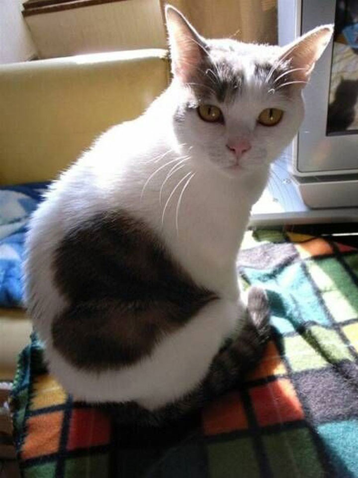 12 Unique Cats In The World Because Of Unique Markings On Their Fur