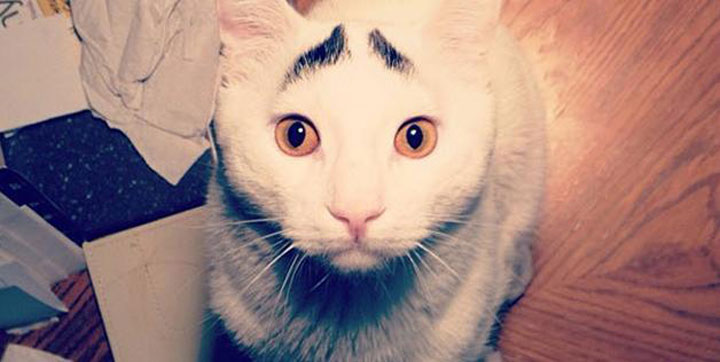 Sam, the cat with eyebrows -12 Unique Cats In The World Because Of Unique Markings On Their Fur-4