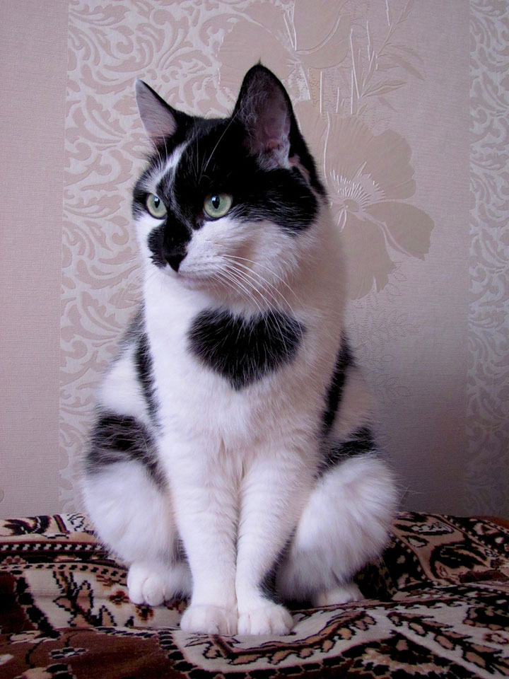 The cat with a heart on the chest -12 Unique Cats In The World Because Of Unique Markings On Their Fur-6