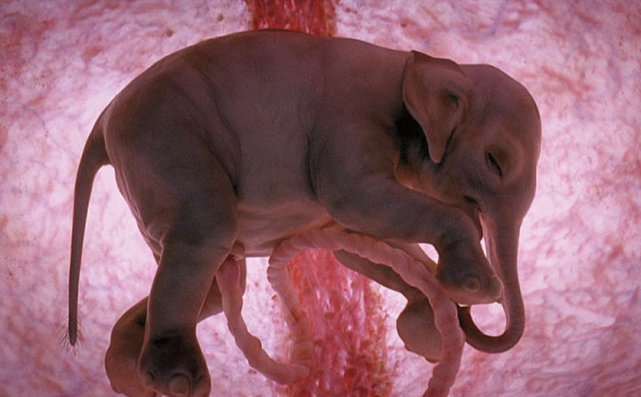 Elephant-Awesome Photographs Of Baby Animal Fetuses In The Womb-1