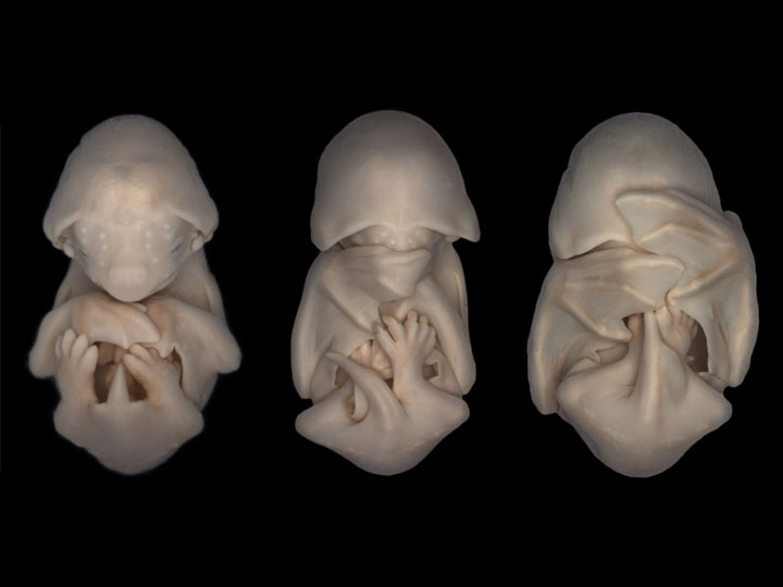 The bat-Awesome Photographs Of Baby Animal Fetuses In The Womb-11