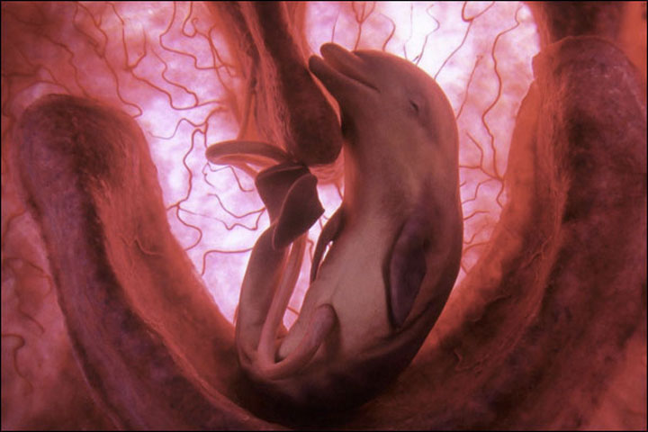 Dolphin-Awesome Photographs Of Baby Animal Fetuses In The Womb-3