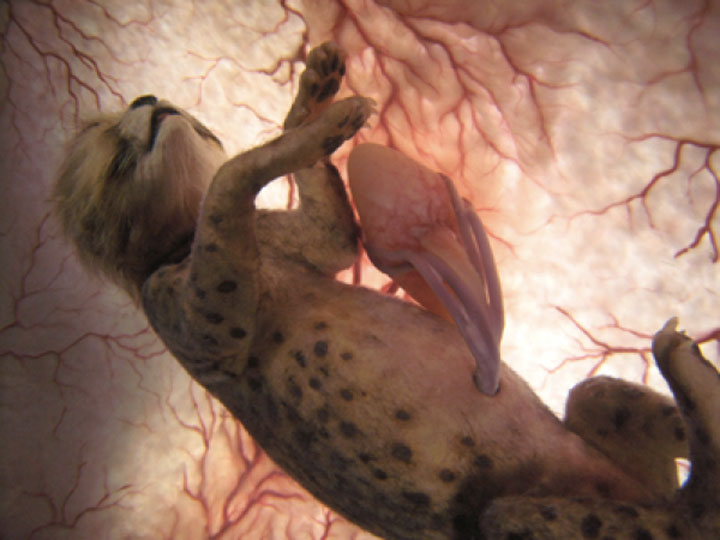 The cheetah-Awesome Photographs Of Baby Animal Fetuses In The Womb-7