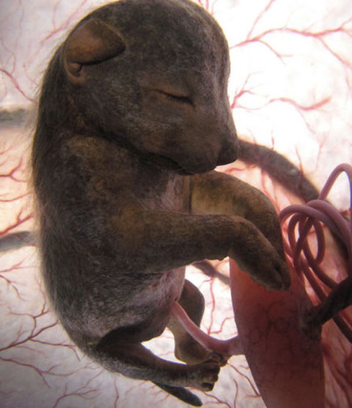 The Chihuahua-Awesome Photographs Of Baby Animal Fetuses In The Womb-9