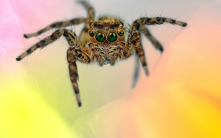 Discover the Beauty Of Spiders Through Microscopic Photographs-