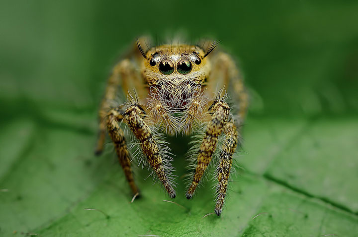 Discover the Beauty Of Spiders Through Microscopic Photographs-11