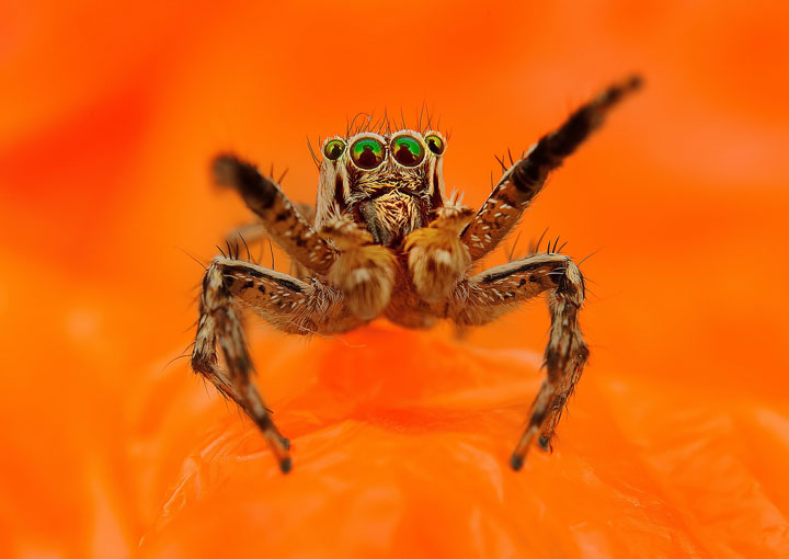 Discover the Beauty Of Spiders Through Microscopic Photographs-17