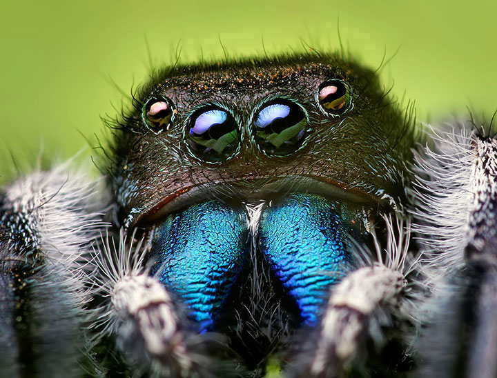 Discover the Beauty Of Spiders Through Microscopic Photographs-18