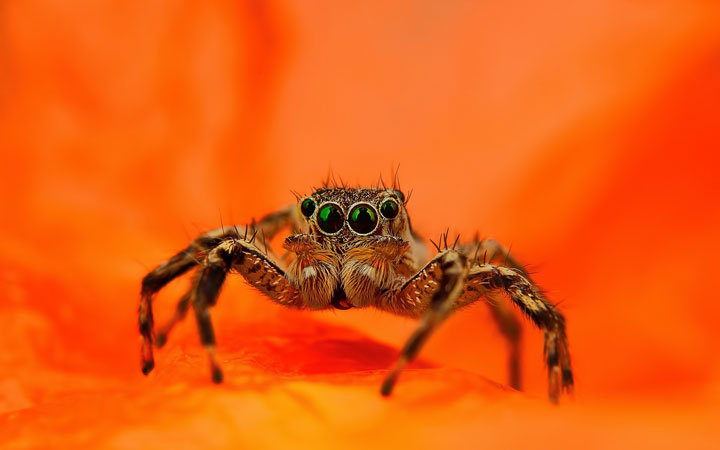 Discover the Beauty Of Spiders Through Microscopic Photographs-3