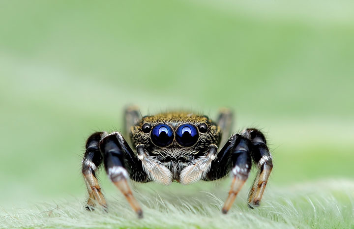 Discover the Beauty Of Spiders Through Microscopic Photographs-4