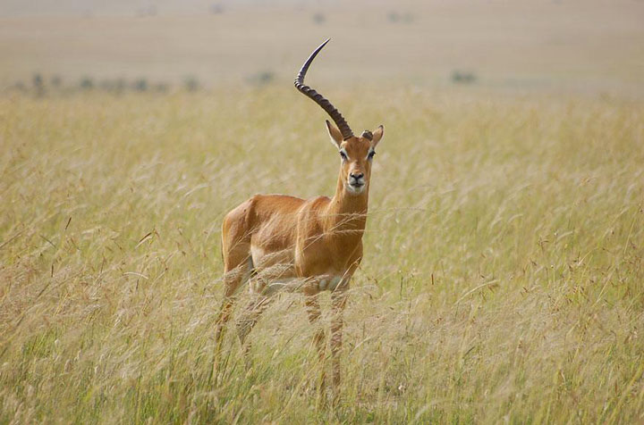 A gazelle having lost a horn in combat -Top 21 Extraordinary Photographs That Will Make You Admire Wildlife Beauty-17