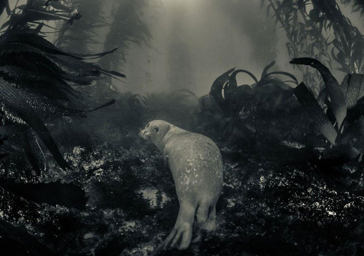 A seal in a heavenly environment -Top 21 Extraordinary Photographs That Will Make You Admire Wildlife Beauty-8