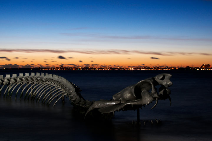 A Giant Aluminium Made Skeleton Of Serpent On the Beach of Loire, France-11