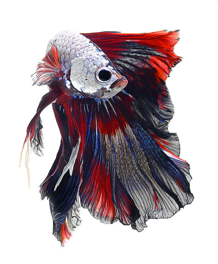 Discover The Sublime Beauty In The Dance Of Siamese Fighting Fish-1