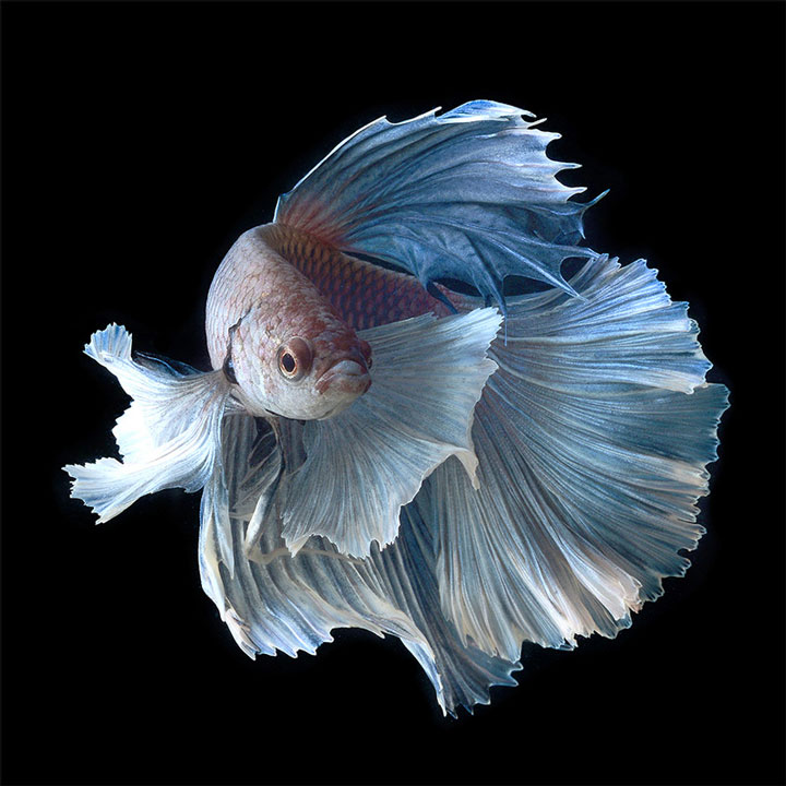 Discover The Sublime Beauty In The Dance Of Siamese Fighting Fish-11
