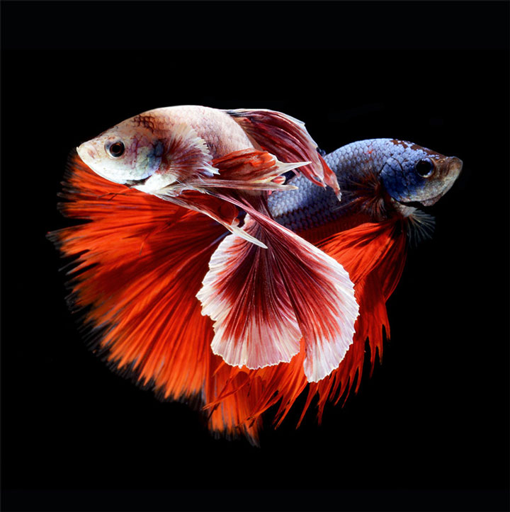 Discover The Sublime Beauty In The Dance Of Siamese Fighting Fish-13