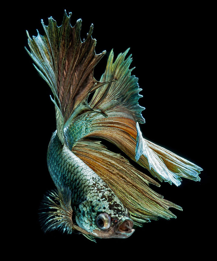 Discover The Sublime Beauty In The Dance Of Siamese Fighting Fish