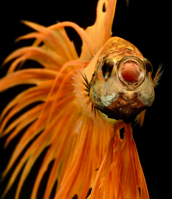 Discover The Sublime Beauty In The Dance Of Siamese Fighting Fish-4