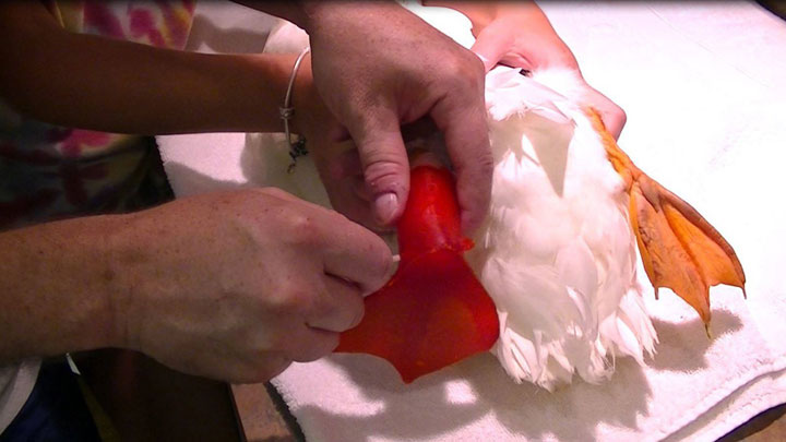 A Duck Find Use Of Its Malformed Leg Thanks To A 3D printed prosthetic-2