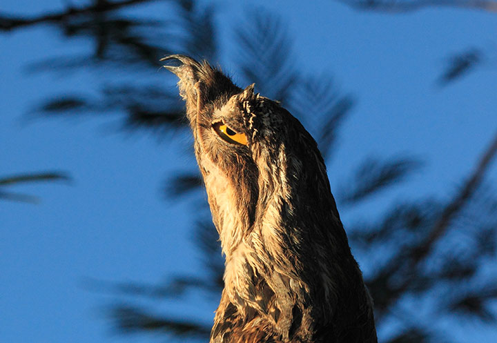 Discover Potoo, Only Bird That Can Camouflage Itself As A Branch-2