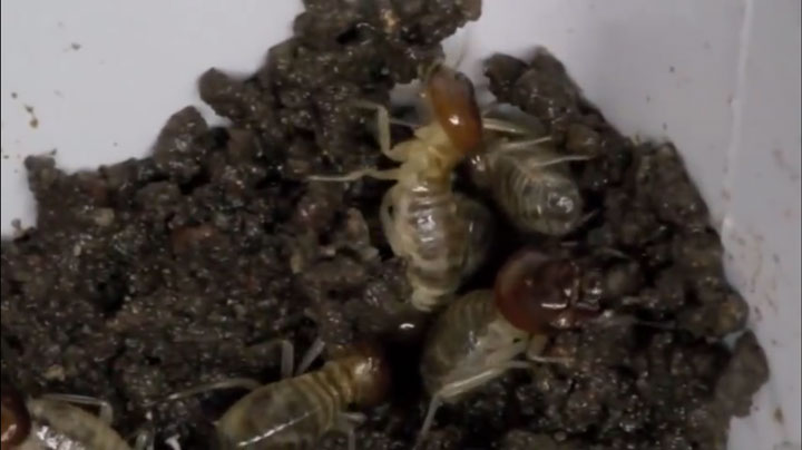 Harvard Scientists Take Inspiration From Termites To Make Fully Autonomous Builder Robots-2