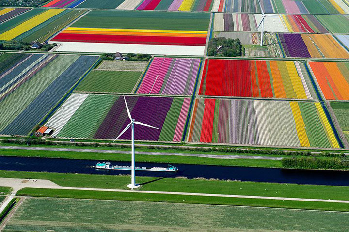 Celebrate The Arrival Of Spring With 15 Beautiful Flower Field Photos-1