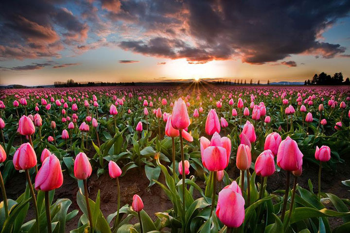 Celebrate The Arrival Of Spring With 15 Beautiful Flower Field Photos-12