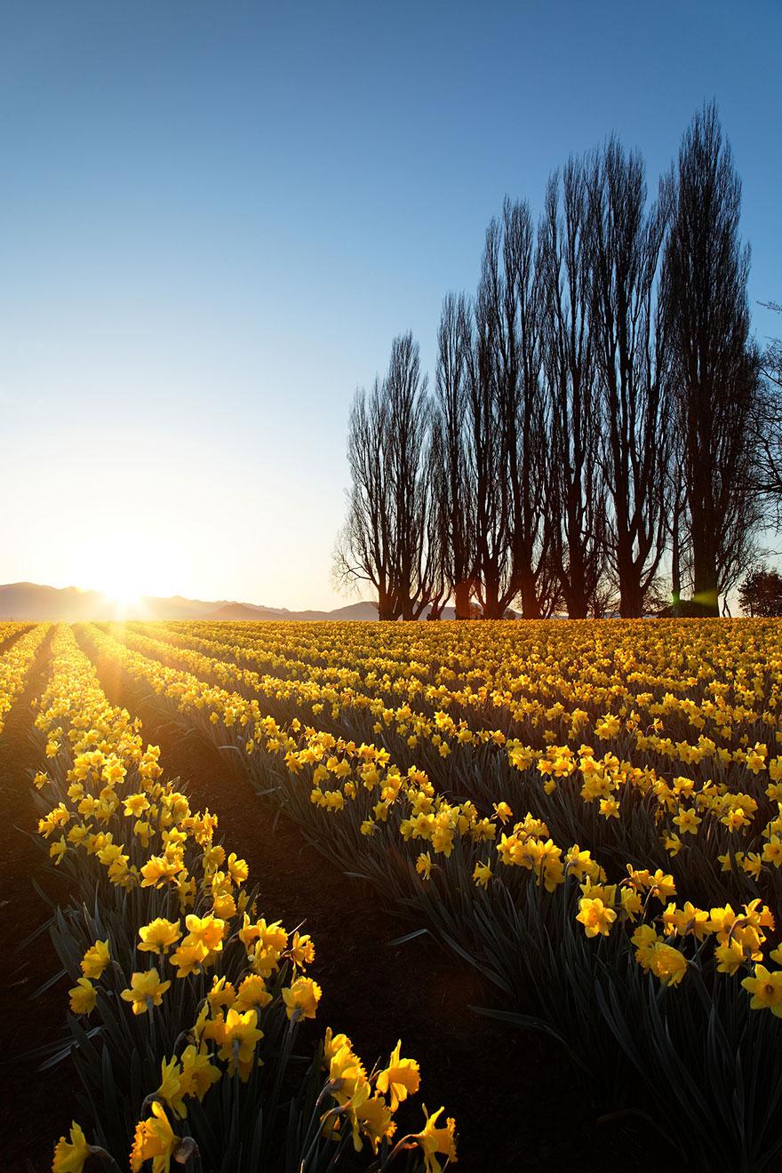 Celebrate The Arrival Of Spring With 15 Beautiful Flower Field Photos-14