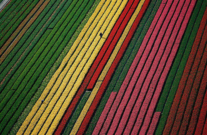 Celebrate The Arrival Of Spring With 15 Beautiful Flower Field Photos-2