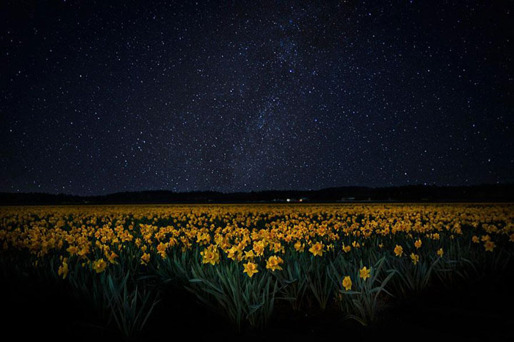 Celebrate The Arrival Of Spring With 15 Beautiful Flower Field Photos-5