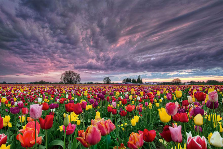 Celebrate The Arrival Of Spring With 15 Beautiful Flower Field Photos-6