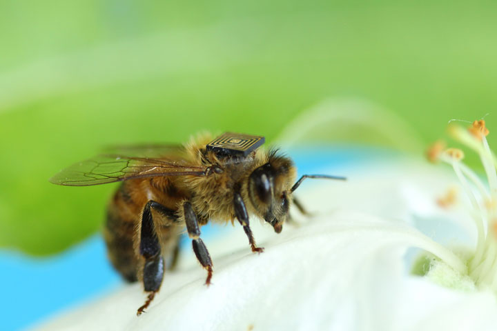 Scientists Study Bee Behaviour By Equipping Them With Electronic Sensors-1