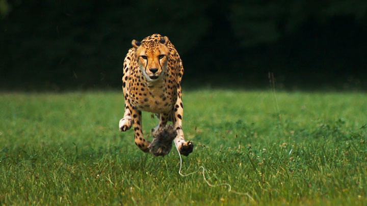 Admire The Elegant Beauty Of Cheetah Running At Full Speed -1