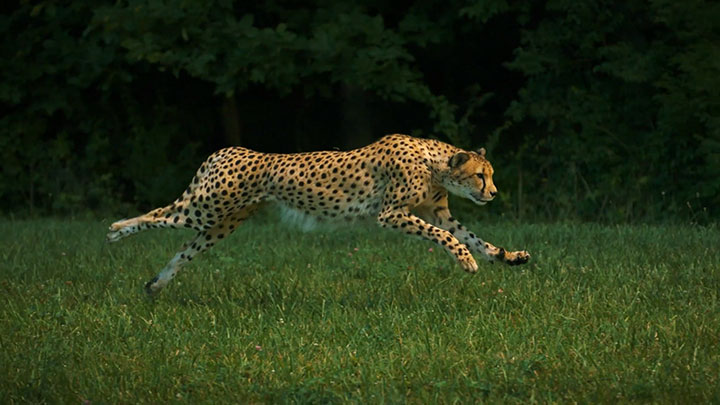 Admire The Elegant Beauty Of Cheetah Running At Full Speed -3